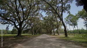 Live oak trees dripping with Spanish moss, the rural road leading to the Wormsloe Historic Site near Savannah, Chatham, Savannah, Georgia, USA, Asia