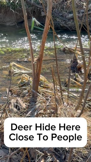 Overlooked Cover #commongroundoutdoors #deerhunting #habitatmanagement #hunting #shorts #whitetail