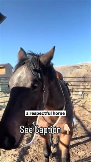 3 Simple Ways To Build A Respectful Horse #horsemanshipjourney