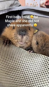 Maple the Baby Beaver Tries First Food