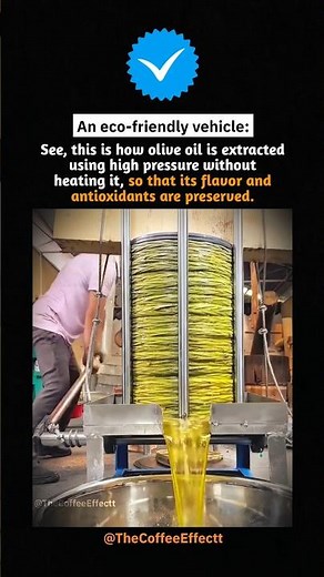 How Olive Oil Is Extracted Without Heat Pure & Natural Process!