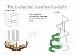 Intramolecular Bonding in Proteins IB Biology