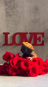 Samson would like to take this moment to remind everyone that black beards do not always indicate illness or stress. In his case, it’s usually because he’s easily aroused (he has strong feelings, okay?).Unfortunately, one of our videos is being shared in the Dangerous Care category on Reddit, which is honestly ridiculous. Imagine having your entire care judged off a 12-second clip. Samson’s beard isn’t always black—most of the time, he’s just chilling. But I don’t post 12-hour-long videos, I pos