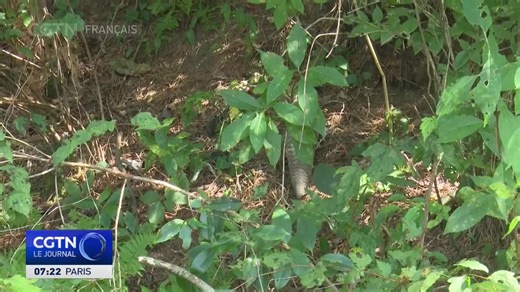 Images rares en couleur du pangolin de Chine dans le Jiangxi Pangolin de Chine est une espèce en danger critique d'extinction. Ils ont été détectés pour la première fois dans la réserve naturelle nationale de Lushan, dans la province du Jiangxi, dans le sud-est de la Chine. Cette espèce farouche est connue comme le "gardien de la forêt".#LeJournal | CGTN Français