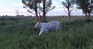 Life after "Tiger King" for rescued tigers