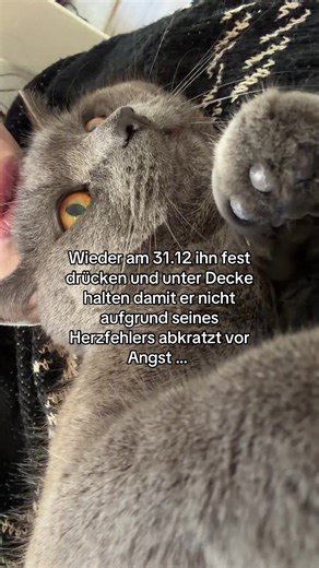 Alternativen zum Silvesterfeuerwerk für Tiere