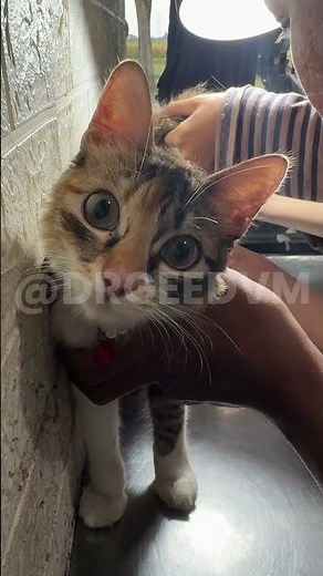 PART 1 — Cat is weak, has a fever, and won't eat.