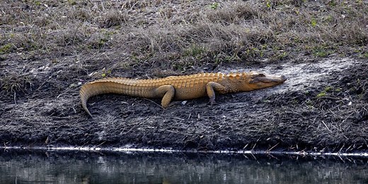 Orange alligators? South Carolina gators emerge from winter brumation with new look
