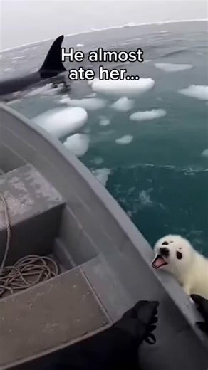 Ramneek Singh Gambhir | The Guardian of the Ice Yamato, a native Alaskan with a deep respect for the frozen wilderness, spent his days working in the heart of the... | Instagram