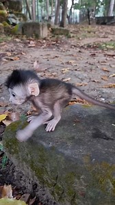 10K views · 237 reactions | Tiny baby monkey Patch so cute walk | Life Of Monkeys | Facebook