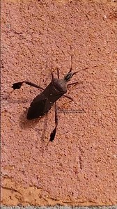 leaf footed bug . walking slowly