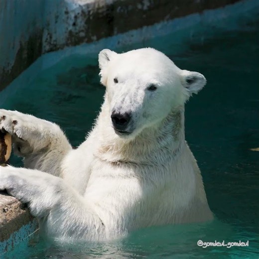 旧ホッキョクグマ舎の思い出🐻‍❄️ホウちゃん｜오사카 텐노지동물원 북극곰｜Polar Bear at Tennoji Zoo, Osaka #shorts #polarbear #天王寺動物園