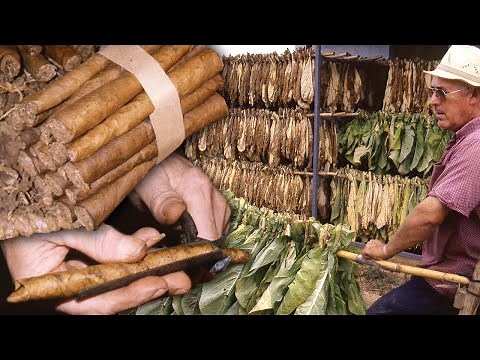 Los CALIQUEÑOS. Cultivo y elaboración tradicional de esta variedad de TABACO artesano