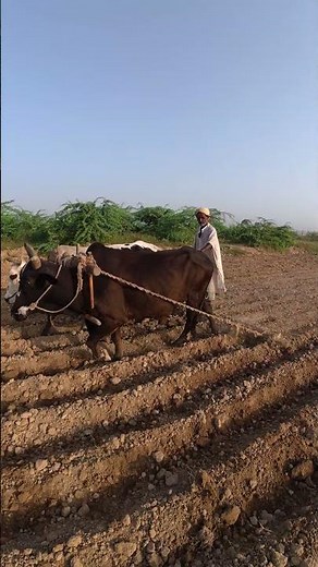 Traditional Oxen Ploughing in the Field | Desi Village Farming 2025 #animals #animallife