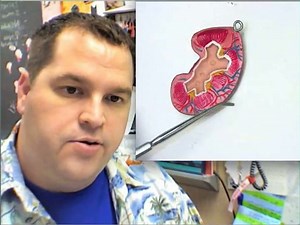 2-4-5a Urinary & Reproductive Systems