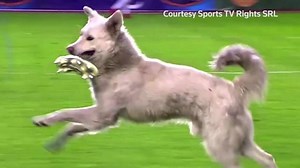 Dog invades soccer match in Bolivia