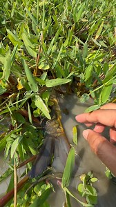 Amazing Fish Catching | Fishing & Village Tradition