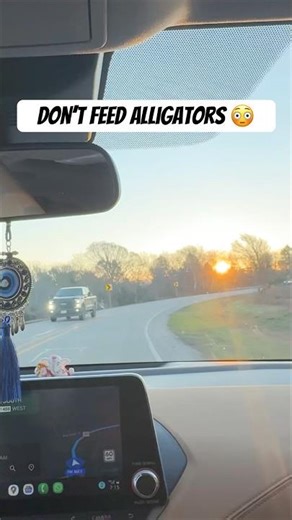 Don’t feel alligators 👀 #trending #shorts #travel #youtubeshorts