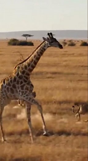 “Running for Life: Giraffe vs. Lions in a Savage Chase 🦒🦁”