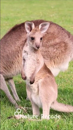 Kangaroo: Australia’s Ultimate Jumper Built for Survival #viral #masaimaranationalpark