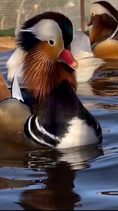 65K views · 1K reactions | mandarin duck 閭閭閭 | Mozumdar agro farm | Facebook