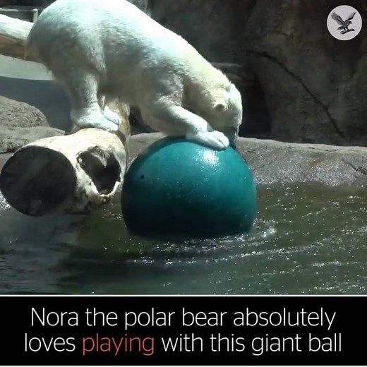 Polar bear loves playing with giant ball | The Independent