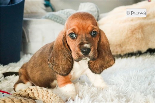 Stevie - Basset Hound Puppy 38176E