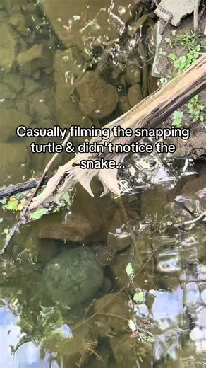 Snake Encounters Snapping Turtle in Nature Video