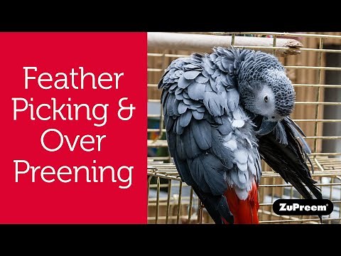 Feather Picking or Over-Preening in Pet Birds | Bird Owner Tips