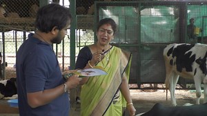 769K views · 26K reactions | Cattle Dairy Farm Kunigal Milk Production 200 Liters Per Day KPDFA in Karnataka Gets ‘Quality’HF and JERSEY Cows AND Semen ,Feed ,& Fodders Available @Kpdfa contact =9632222006 and 8431442045 | My Nature India Foundation | Facebook