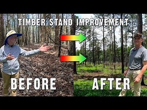 Timber Stand Makeover: Improving Wildlife Habitat in Georgia