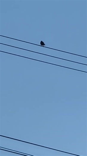 今日も 赤紫の周波数が、呼び込むか新次元 朝一の🕊️🪽🧚💫出現❔