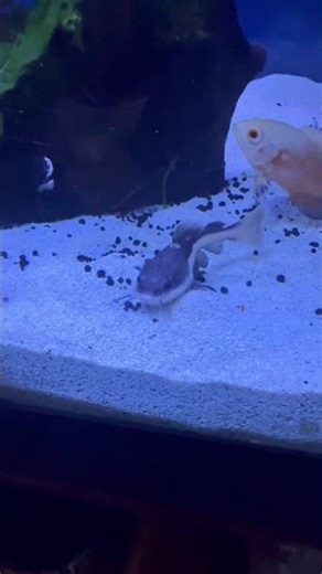 BABY Redtail Catfish!