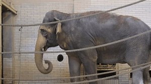 Asian elephant in a cage, an elephant behind bars, an animal in captivity.