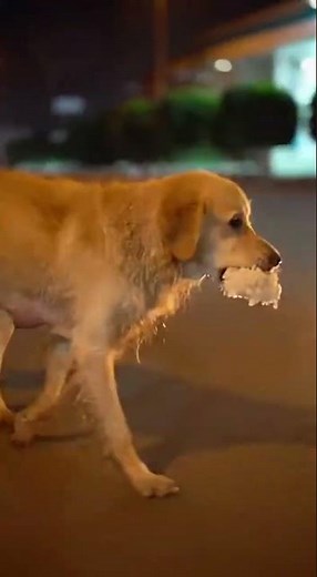 Nurse Feeds a Mother Dog Saving Her Puppies 🙏🐶