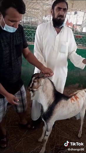 DHAN धन जि सी✅ على TikTok