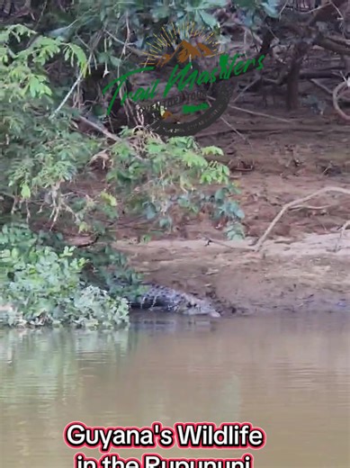 Exploring Guyana's Wildlife: Caiman, River Otters, and More