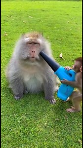 15K views · 43 reactions | Monkey's Leaf Blower Surprise! Monkey's Leaf Blower Surprise! Generated using Kling AI . . . (For entertainment purposes only. Consult professionals if guidance on activities is presented. No brand affiliation is implied if any are shown. If inspired by true events, creative adaptations may be included. Content may include public footage.) | Tips & Tricks | Facebook