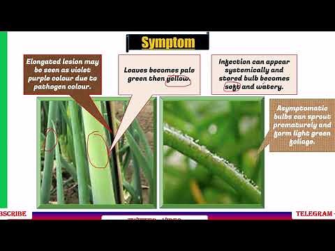 Downy Mildew of Onion, Symptom, Etiology, Disease Cycle | Alternaria solani | #PHV