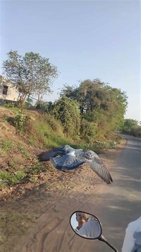 pigeon training video #viral #pigeon #video #shortvideo