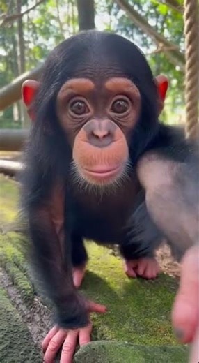 Baby Chimp Discovers Camera and It's Pure Magic ✨
