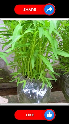 1M views · 8.1K reactions | Grow Water Spinach  | Small Vegetable Garden | Facebook