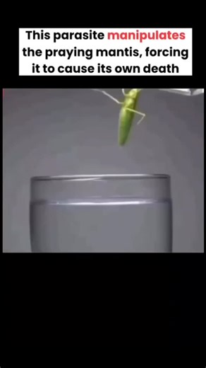 Ankush Kumar on Instagram: "🪱 The Parasite That Controls the Mind of Praying Mantis! 🧠 💡Imagine a parasite that can literally control the behavior of its host! The "Chordodes formosanus" or HorseHair parasitic worm takes control of the praying mantis to ensure its own survival. Here’s how it works: ✅ Step 1: The worm larvae burrow into the mantis's abdomen, gradually taking control of its nervous system. 🧠 ✅ Step 2: The parasite manipulates the mantis’s behavior, compelling it to leap into w