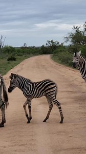 57K views · 2.1K reactions | Zebra Crossing | Nombekana Safaris and Wildlife Photography | Facebook