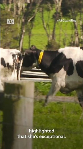 Meet Australia's most sustainable dairy cow! 🌿🐄 | Landline | ABC Australia