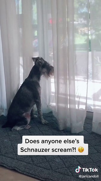 Screaming Schnauzer: Adorable Miniature Schnauzer Puppy