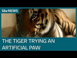 World first as surgeons attempt to fit a tiger with an artificial paw | ITV News