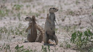 Two African ground squirrels on the field - Free Stock Video