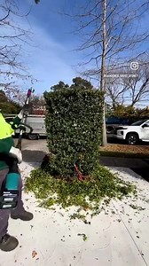 lilly pilly hedge trimming For more watching please follow #davidsmowingsydney #lilly #hedgetrimming #gardening #diy #fyp #sydney #melbourne #brisbane #perth #darwin #tazmania #nz #australia | David's Mowing Sydney NSW