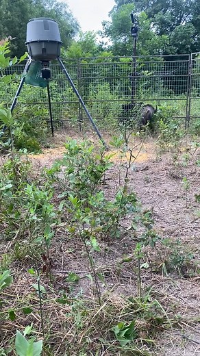 Hogs are smart, but you’re smarter. Use technology to outmaneuver them. #HogEyeCameras . . . Wild Hog Control, Hog Management, 24/7 Trap Monitoring, Remote Hog Trapping, Land Protection, Predator Control, Real-Time Surveillance, Invasive Species Management | HogEye Trap Cameras